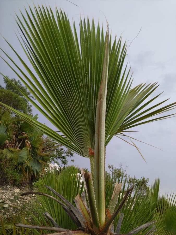 Galería Mazoyani